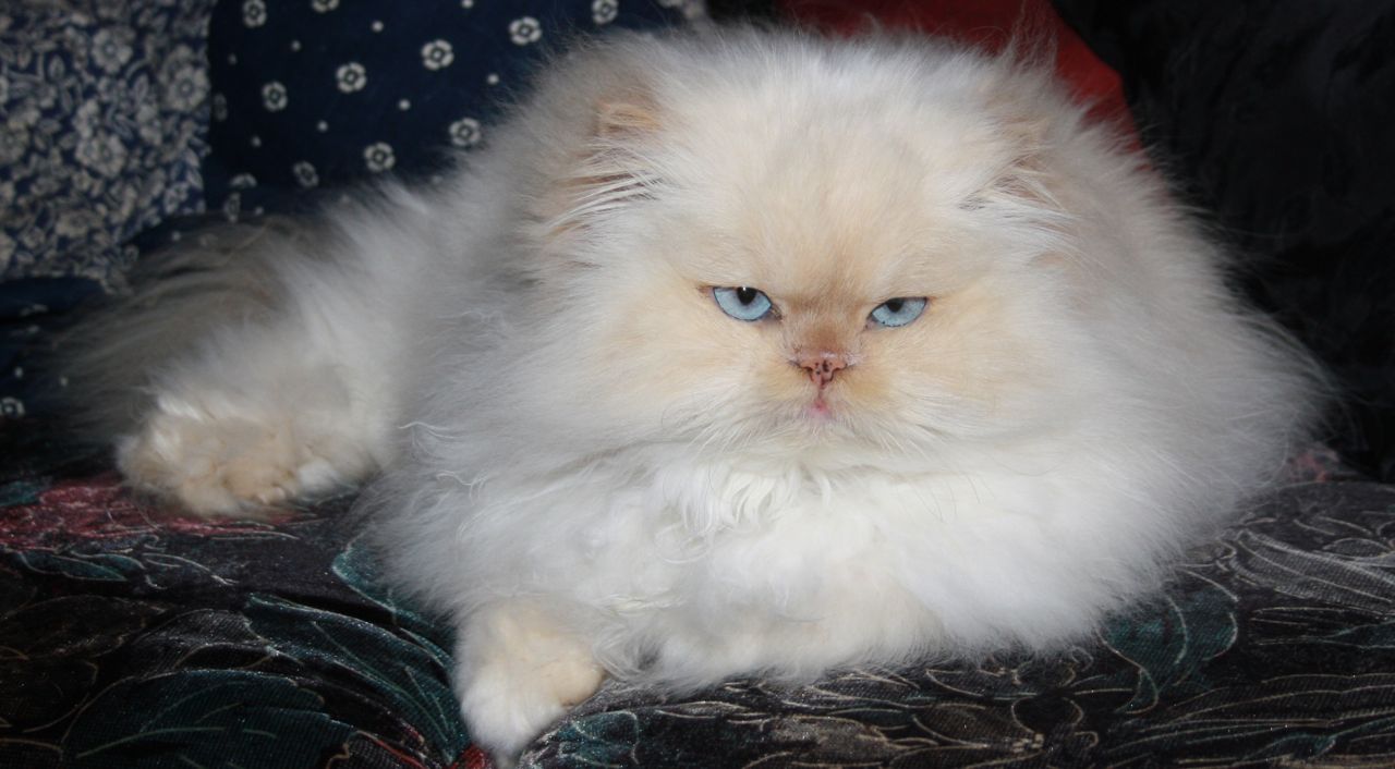 GROOMING IS ESSENTIAL FOR LONG HAIRED CATS Celia Haddon