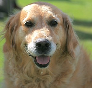 golden