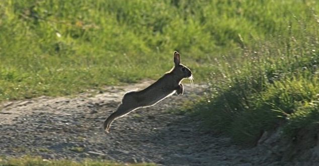 leap