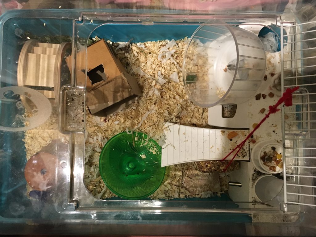 CAGE AND EQUIPMENT FOR YOUR HAMSTER Celia Haddon