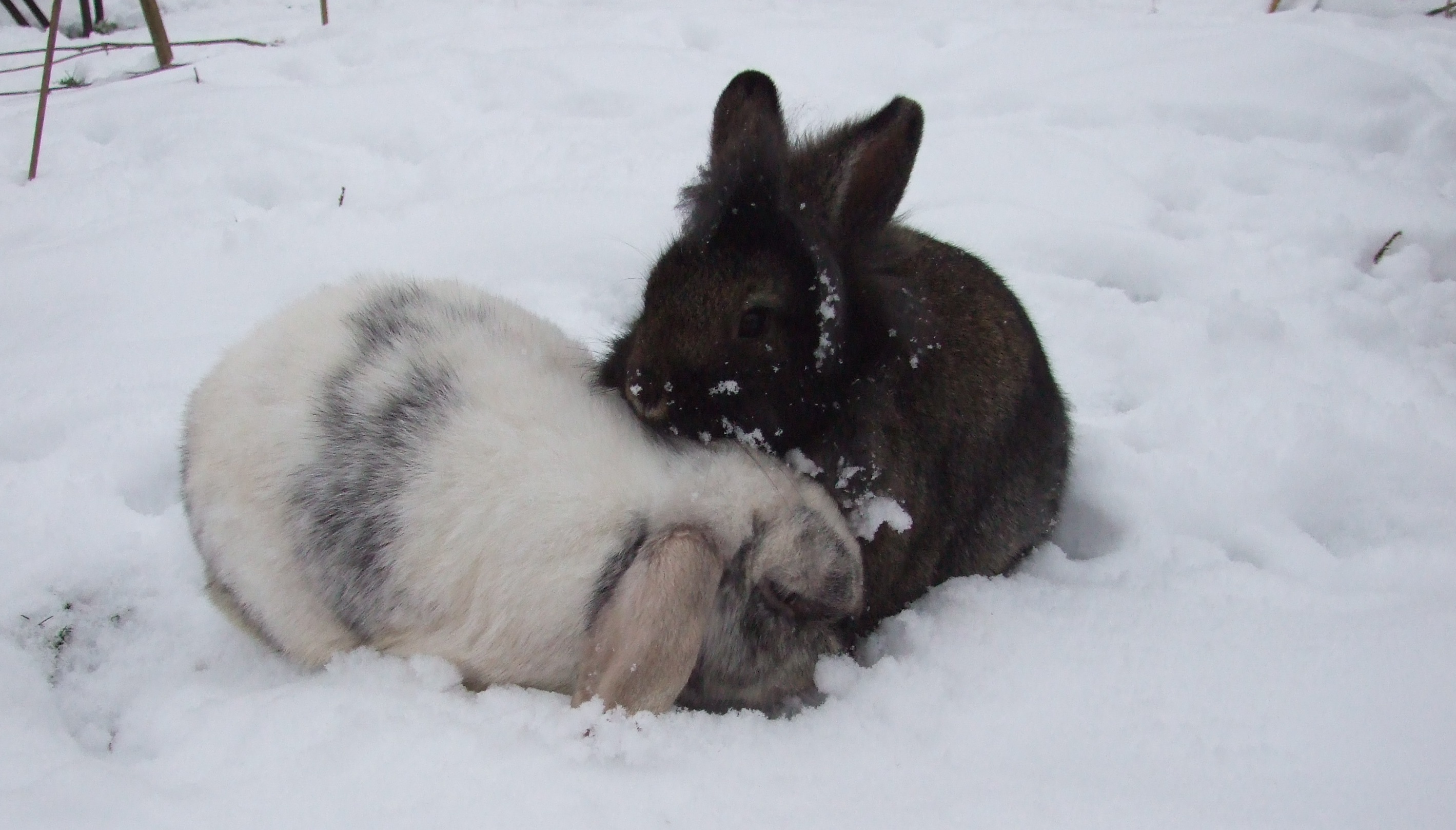 HOW CAN I MAKE SURE MY RABBIT ISN’T TOO COLD OR TOO HOT ...