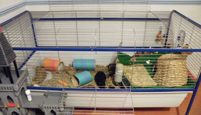 covering guinea pig cage with blanket