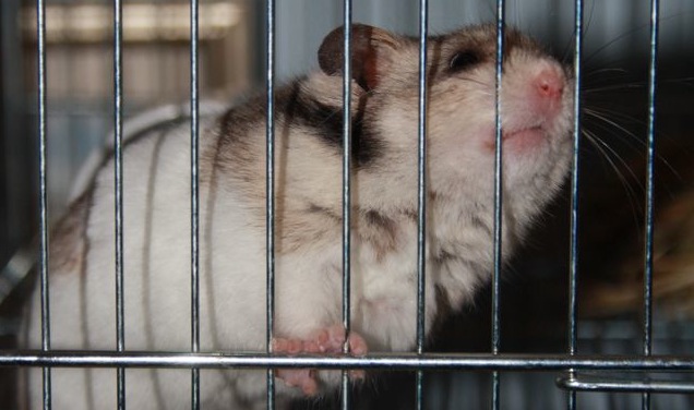 hamster chewing on cage bars