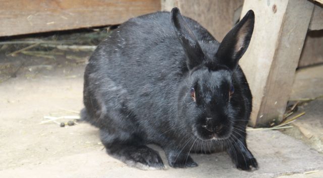 My rabbit deals bit me