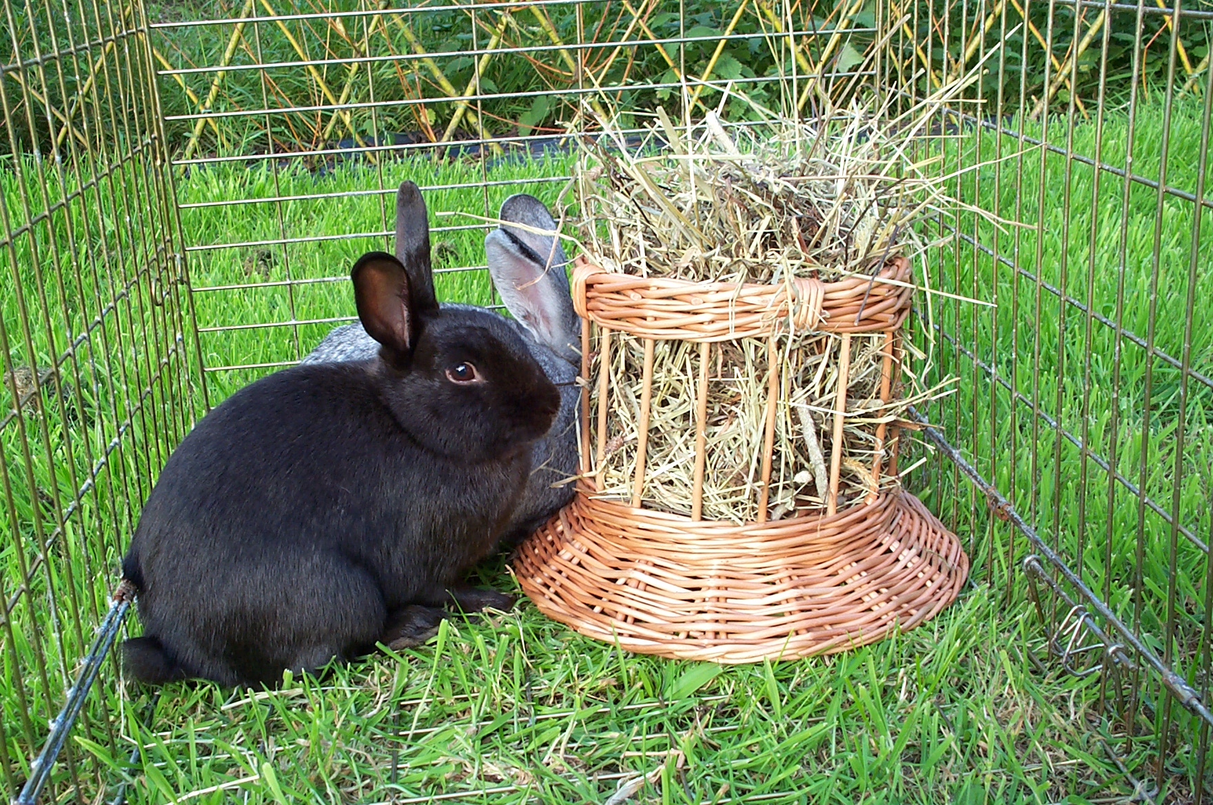 willow toys for rabbits