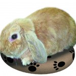 Snugglesafe. c. Lenric