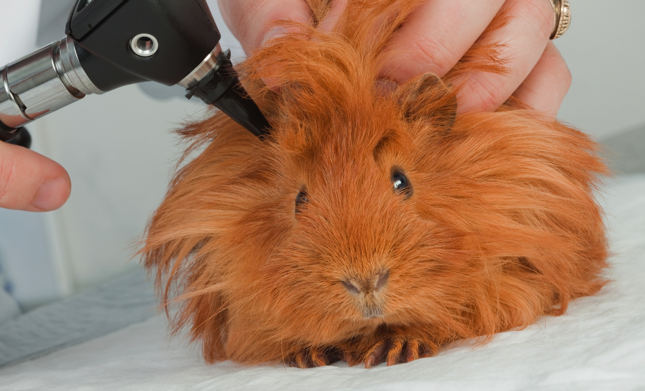 guinea pig veterinary care