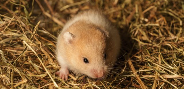 Best litter sales for hamsters