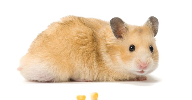 pets at home hamster muesli