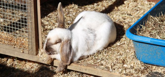 elderly rabbit care