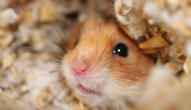 3. Training with a clicker can be effective in teaching your hamster new behaviors.