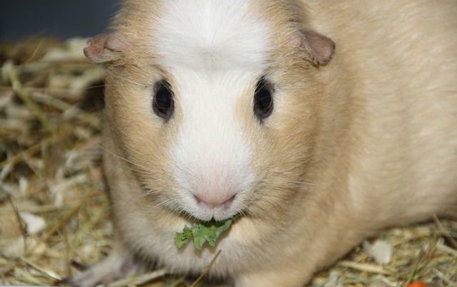 guinea pig eat