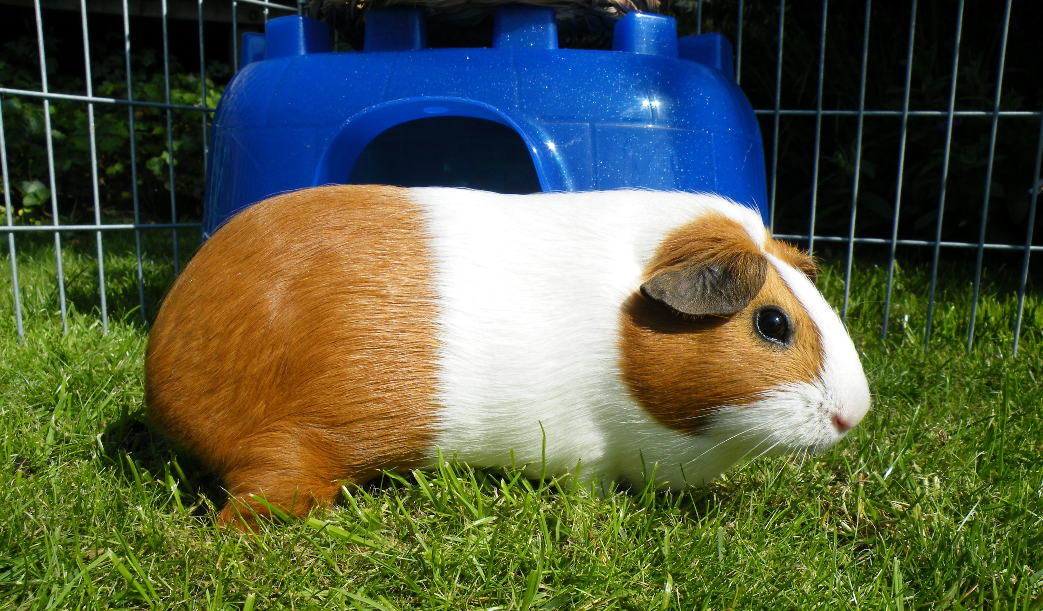 how to keep your dog from eating your guinea pig