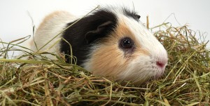 pig in hay