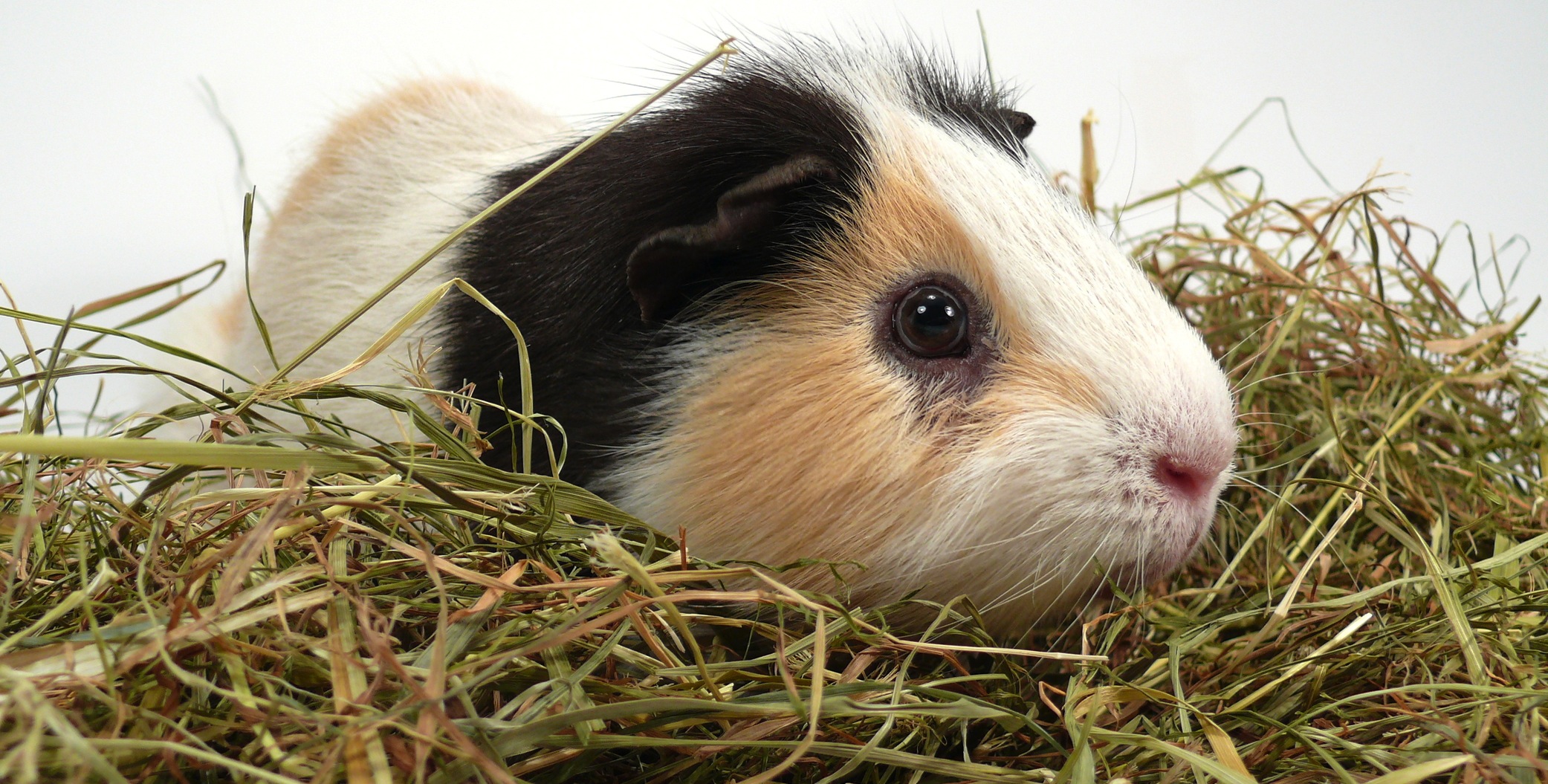 what can i give my guinea pig to eat