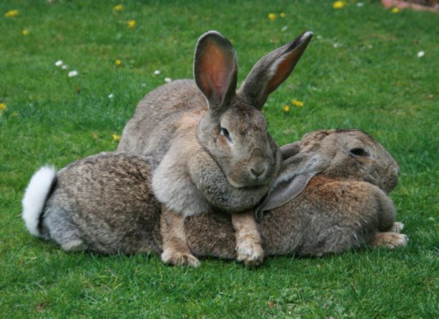 male and female rabbits living together