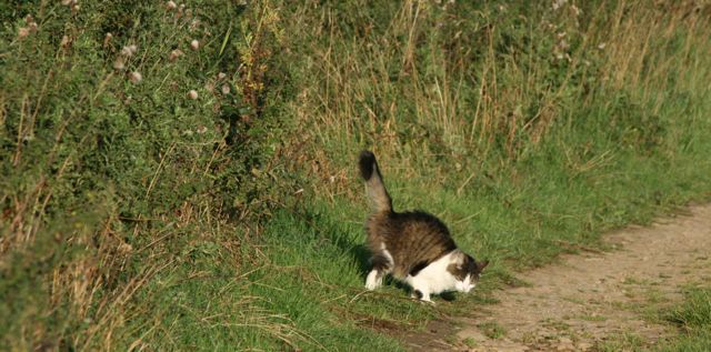 male cat marking in house